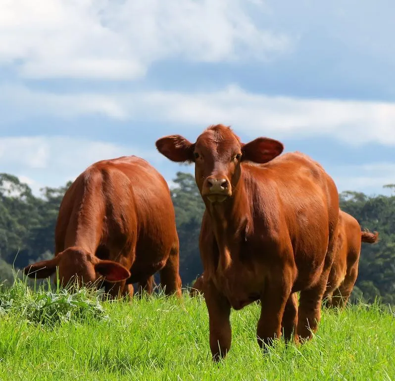 Affittacamere Maleny Springs Farm Hotel