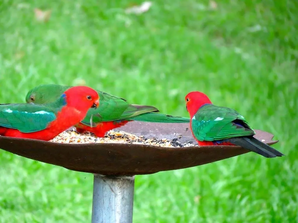 Pensjonat Maleny Springs Farm Hotel
